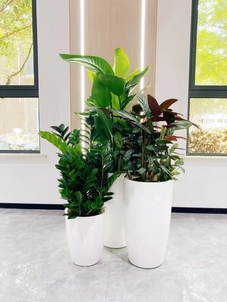 江北花木租赁公司